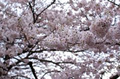 恩田川の桜⑤