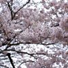 恩田川の桜⑤