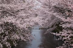 恩田川の桜③