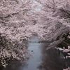 恩田川の桜③