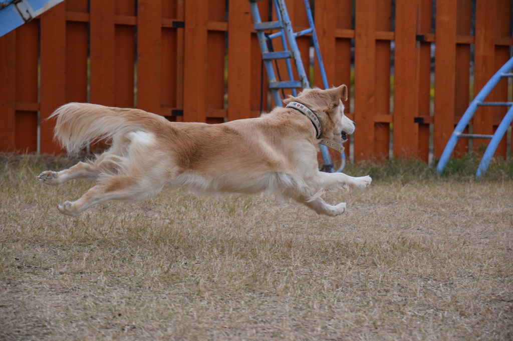飛行犬