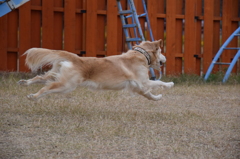 飛行犬