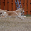 飛行犬