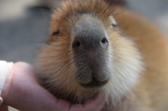 カピバラの赤ちゃん