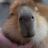 カピバラの赤ちゃん
