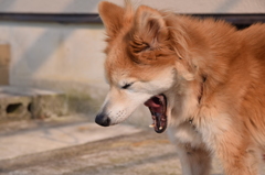 あくび