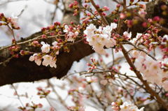 姫路城の桜