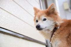 今日のわんこ