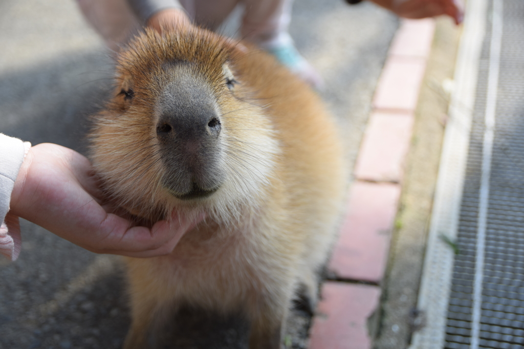 カピバラの赤ちゃん2