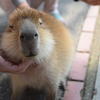 カピバラの赤ちゃん2