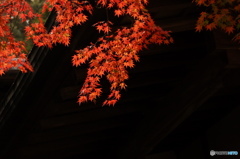 紅葉12