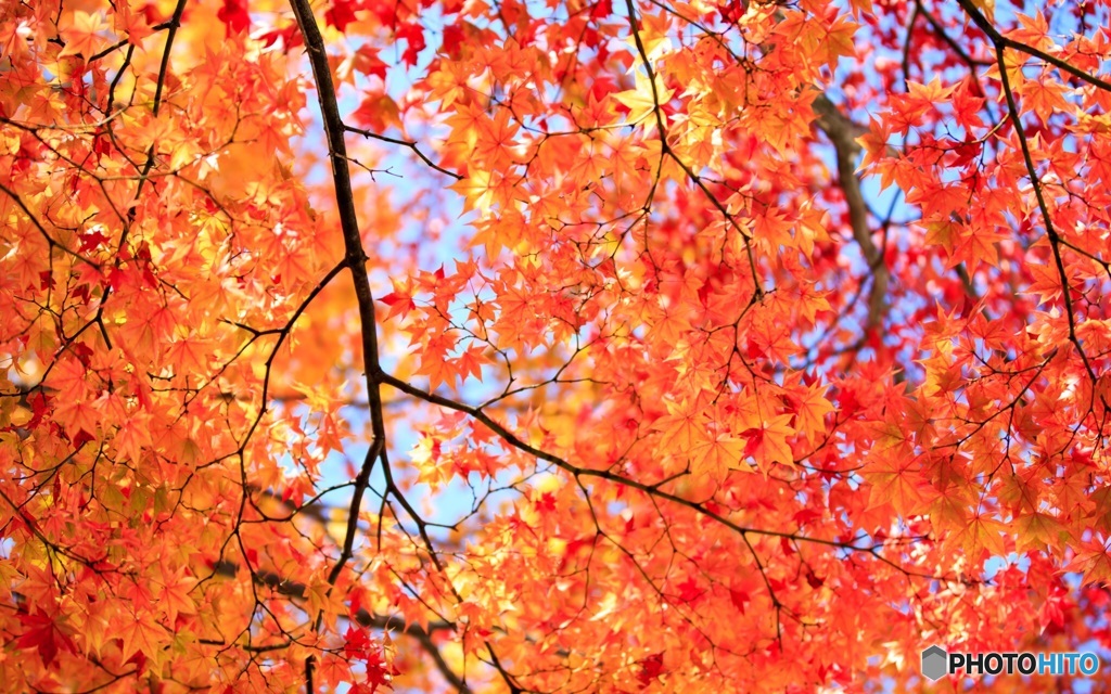 紅葉