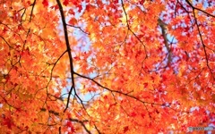 紅葉