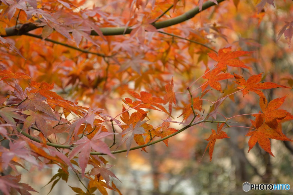 紅葉