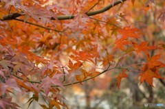 紅葉
