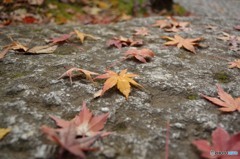 紅葉