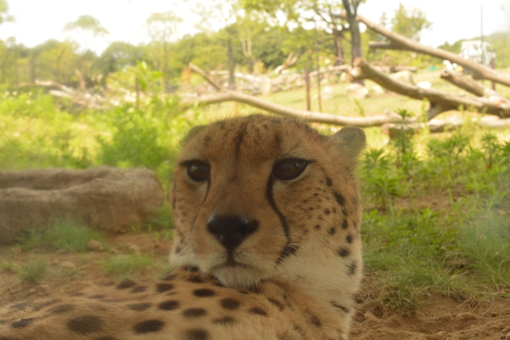 チーターさんとにらめっこ