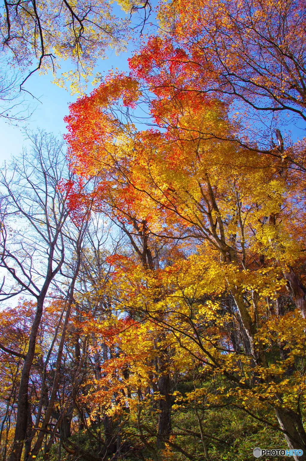 紅葉黄葉