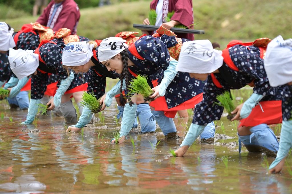 いるま花田植