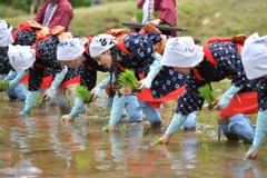いるま花田植