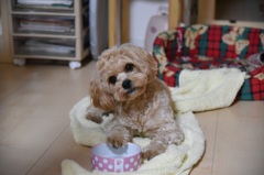 ご飯はまだですか？
