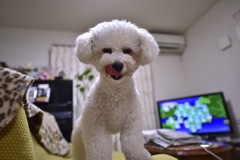 我が家の愛犬