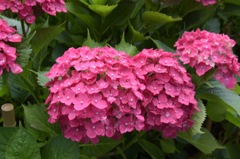 紫陽花2