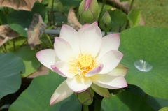 蓮2