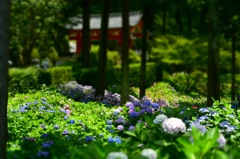 紫陽花〜ミニチュアバージョン