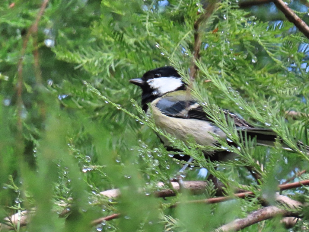 隠れてるシジュウカラ 見沼自然公園にて
