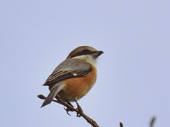 モズ♂見沼自然公園にて