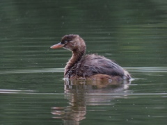 鴨 見沼自然公園にて