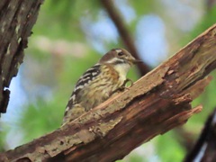 コゲラ 見沼自然公園にて