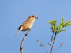 モズ（♀）かな？ 見沼自然公園にて