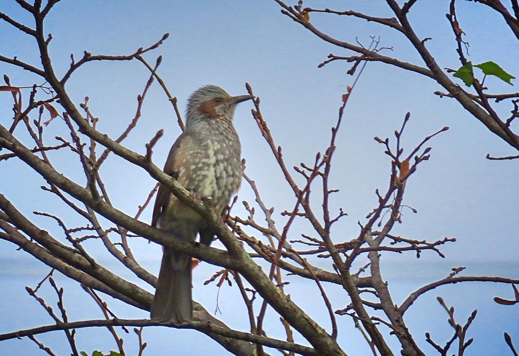 ヒヨドリ 見沼自然公園にて