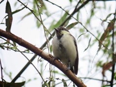 コガラ？ 見沼自然公園にて