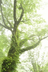 Green energy.
