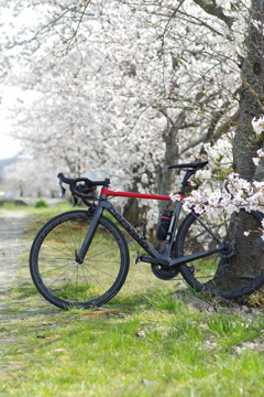 ロードバイクと桜