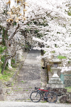 桜と階段