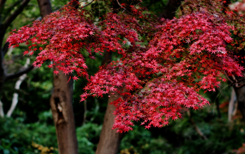 いつかの近所の紅葉