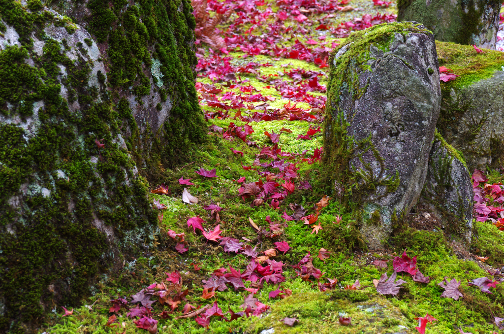 苔石と落ち葉