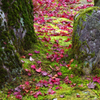 苔石と落ち葉