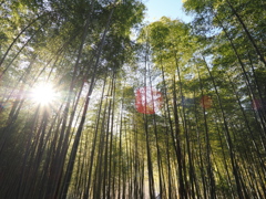 竹やぶ越しの朝日