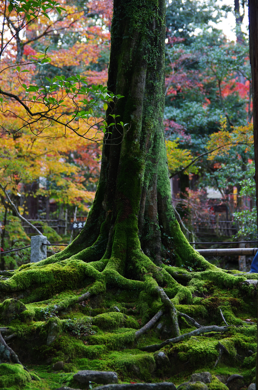 苔の木からの紅葉
