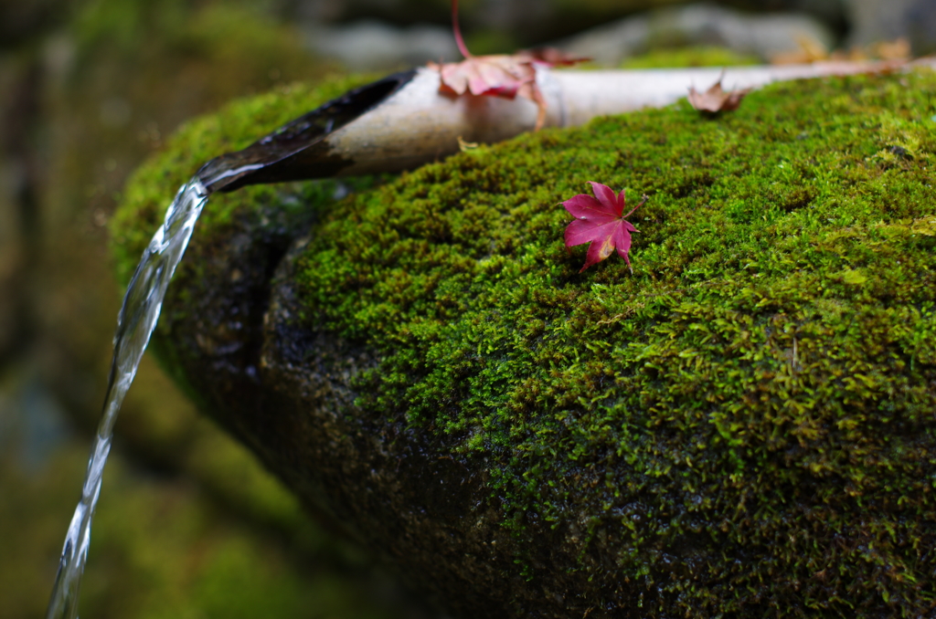 苔に落葉
