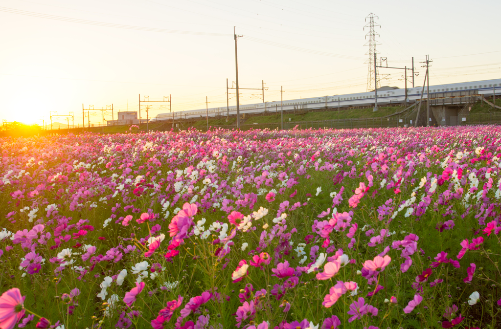 コスモス畑での夕日