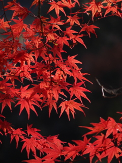 永源寺　真っ赤