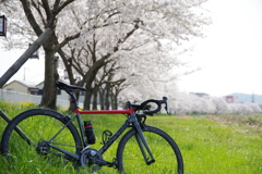 桜並木