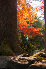 木立から覗く紅葉