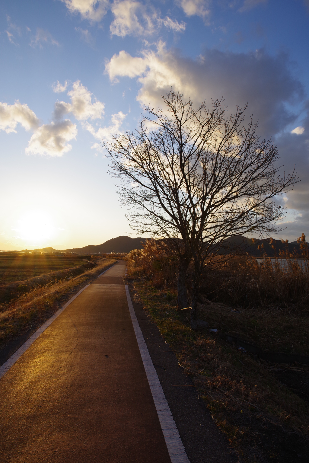 夕暮れの自転車道１
